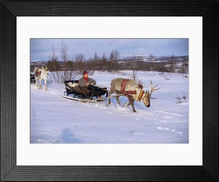 Framed Print : Southern Lapp with reindeer sledge Framed Print : Southern Lapp with reindeer sledge
