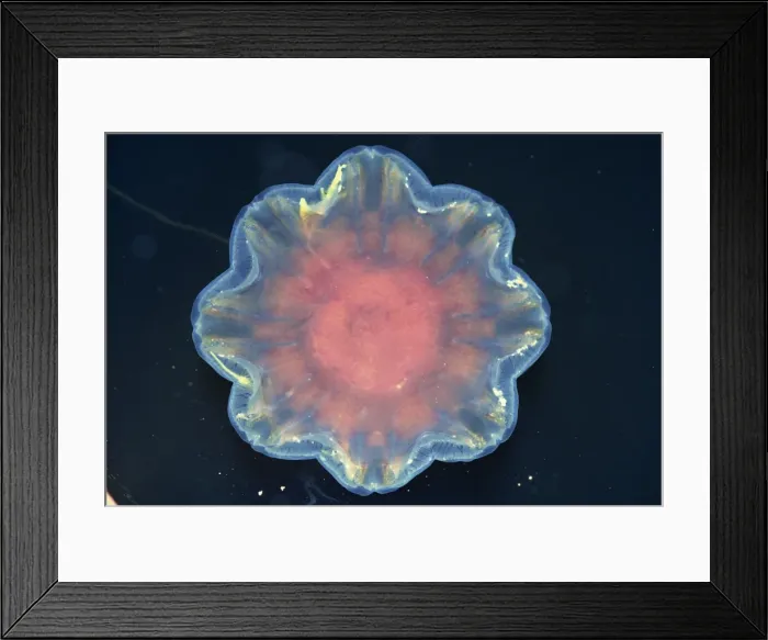 Framed Print : Close-up of a jellyfish on the surface of water Framed Print : Close-up of a jellyfish on the surface of water