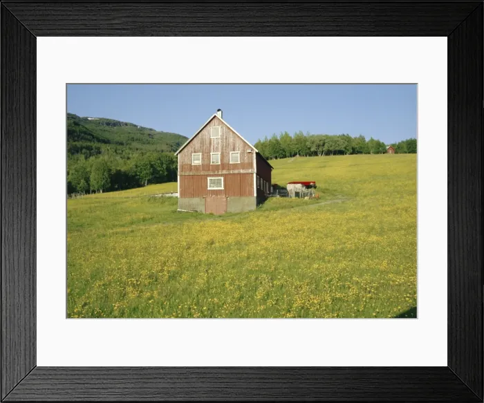 Framed Print : Barn in rape field in summer Framed Print : Barn in rape field in summer