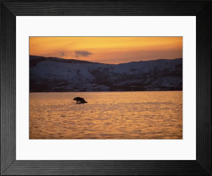Framed Print : Breaching killer whale (Orcinus Orca) Framed Print : Breaching killer whale (Orcinus Orca)