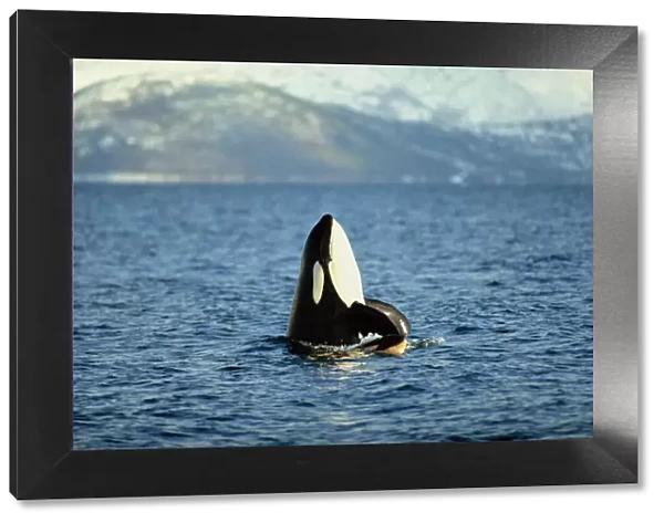 Killer whale spy hopping with calf in an Arctic Fjord