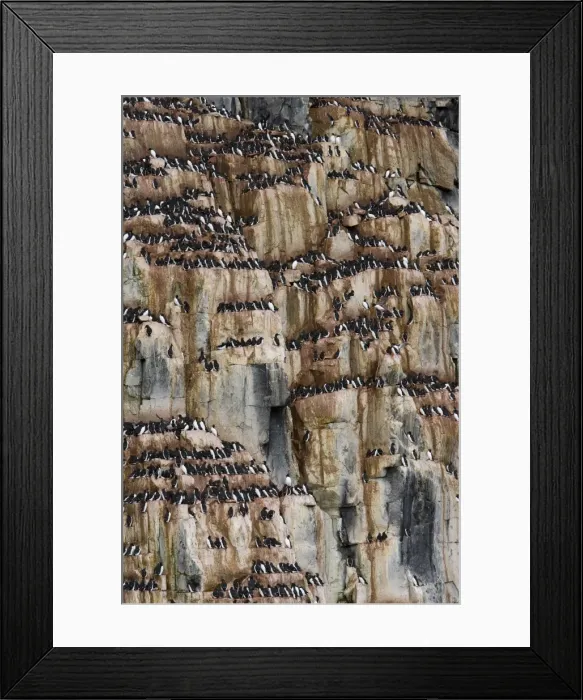 Framed Print : Bird cliff Framed Print : Bird cliff