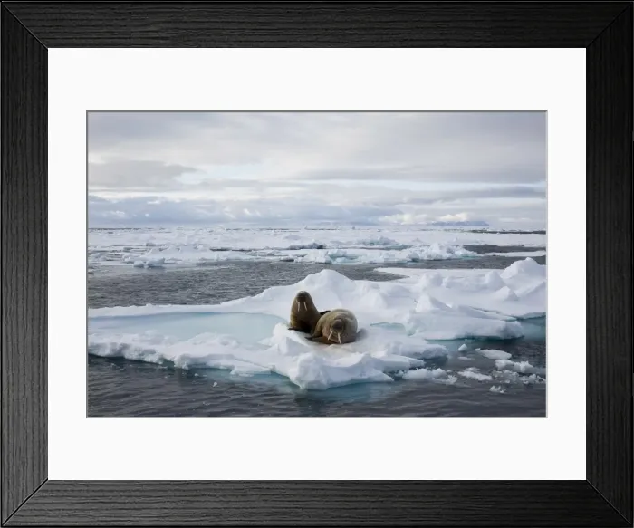 Framed Print : Walrus (Odobenus rosmarus) on pack ice Framed Print : Walrus (Odobenus rosmarus) on pack ice