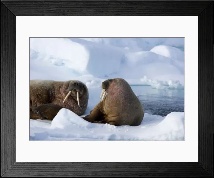 Framed Print : Walrus (Odobenus rosmarus) on pack ice Framed Print : Walrus (Odobenus rosmarus) on pack ice