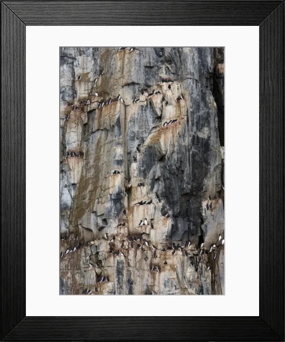 Framed Print : Bird Cliff