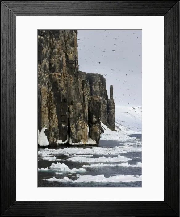 Framed Print : Bird Cliff Framed Print : Bird Cliff