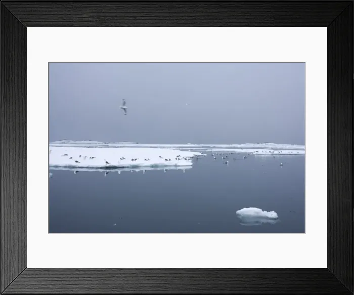 Framed Print : Black-legged kittiwake (Rissa tridactyla) on ice floe Framed Print : Black-legged kittiwake (Rissa tridactyla) on ice floe