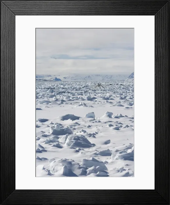 Framed Print : Gulls fly above pack ice Framed Print : Gulls fly above pack ice
