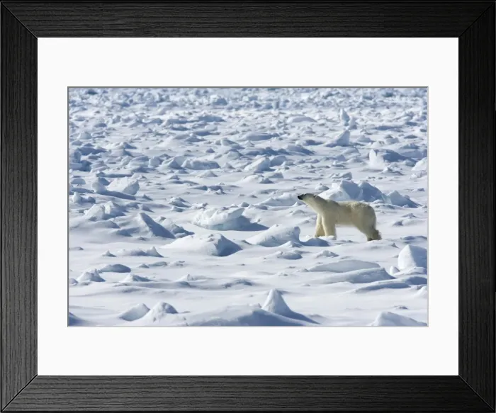 Framed Print : Polar bear (Ursus maritimus) on pack ice Framed Print : Polar bear (Ursus maritimus) on pack ice
