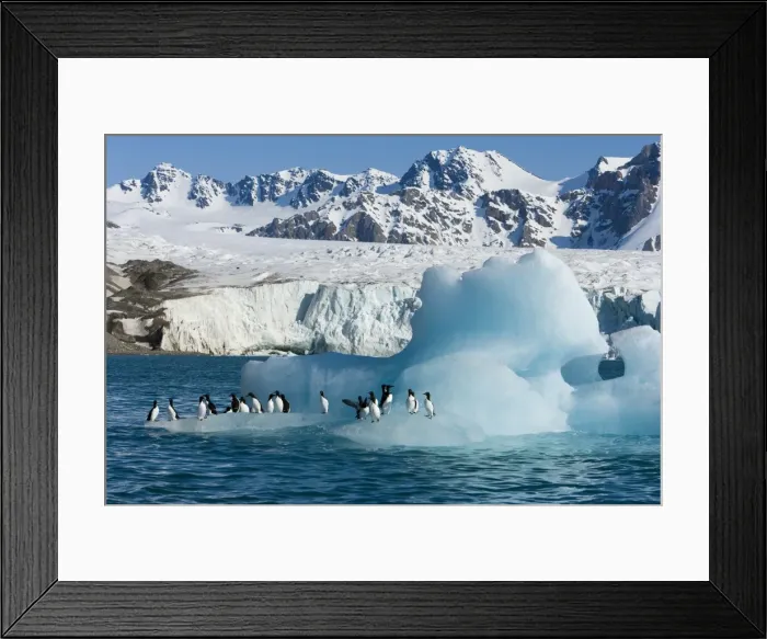 Framed Print : Bruennichs guillemot (Uria lomvia) on iceberg Framed Print : Bruennichs guillemot (Uria lomvia) on iceberg