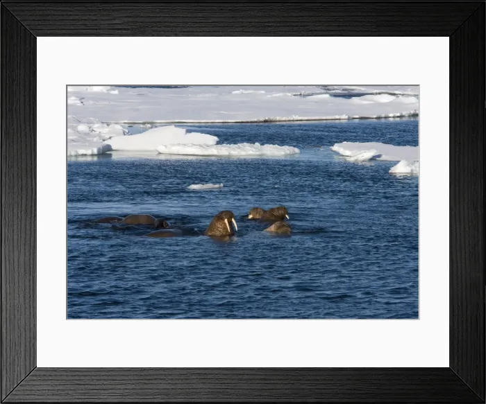 Framed Print : Walrus (Odobenus rosmarus) Framed Print : Walrus (Odobenus rosmarus)