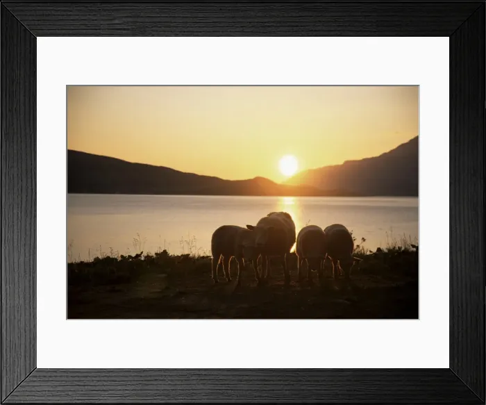 Framed Print : Sheep silhouetted against the midnight sun Framed Print : Sheep silhouetted against the midnight sun