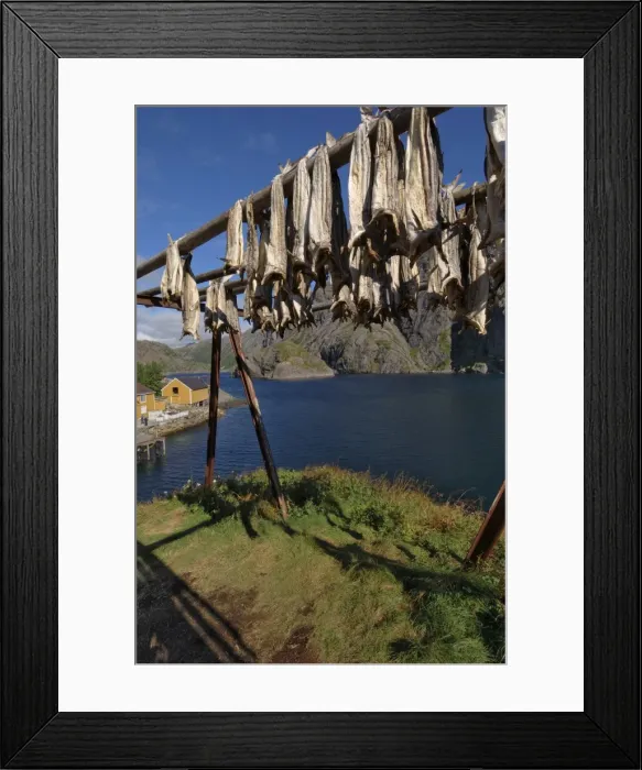 Framed Print : Cod drying Framed Print : Cod drying