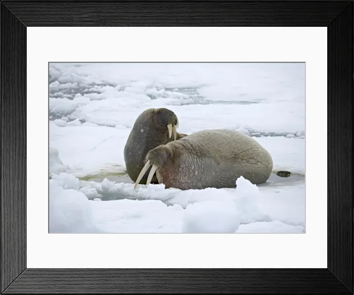 Framed Print : Two walruses (Odobenus rosmarus) on the ice Framed Print : Two walruses (Odobenus rosmarus) on the ice
