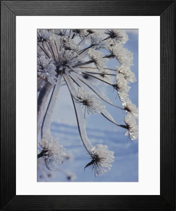 Framed Print : Close-up of jewels of ice on a plant Framed Print : Close-up of jewels of ice on a plant