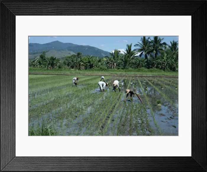 Framed Print : Men in fields planting rice in north Luzon Framed Print : Men in fields planting rice in north Luzon