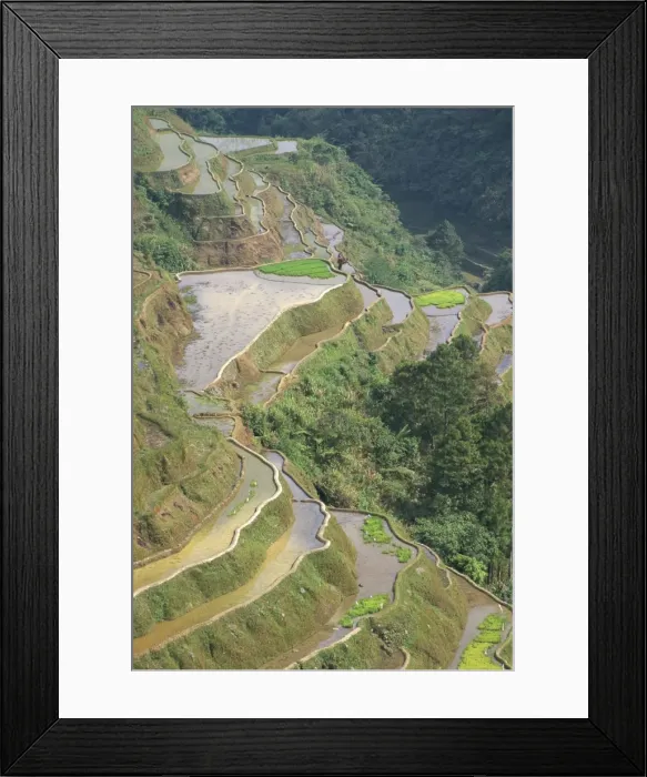 Framed Print : Banaue terraced rice fields Framed Print : Banaue terraced rice fields
