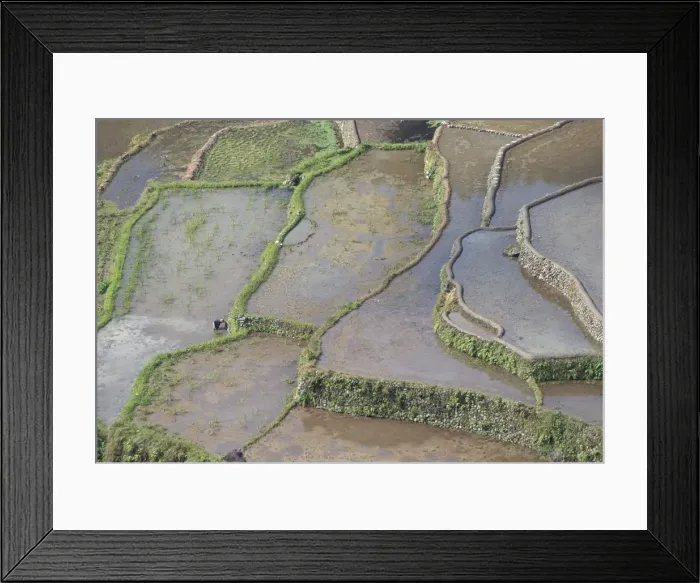 Framed Print : Terraced rice fields of the Ifugao people