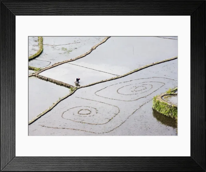 Framed Print : An elderly woman working in water filled rice terraces Framed Print : An elderly woman working in water filled rice terraces