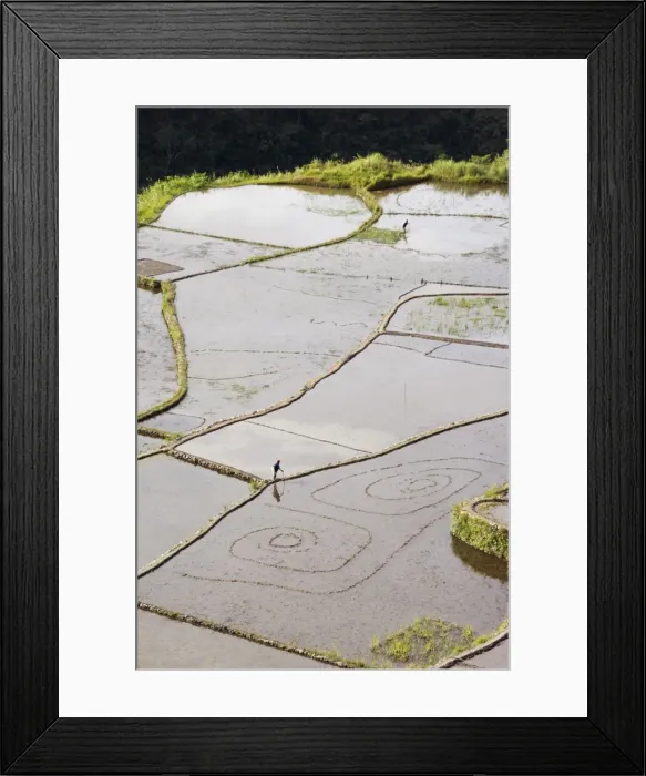 Framed Print : An elderly woman working in water filled rice terraces Framed Print : An elderly woman working in water filled rice terraces