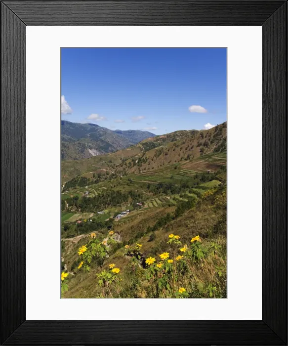 Framed Print : Yellow summer flowers and terraced fields Framed Print : Yellow summer flowers and terraced fields