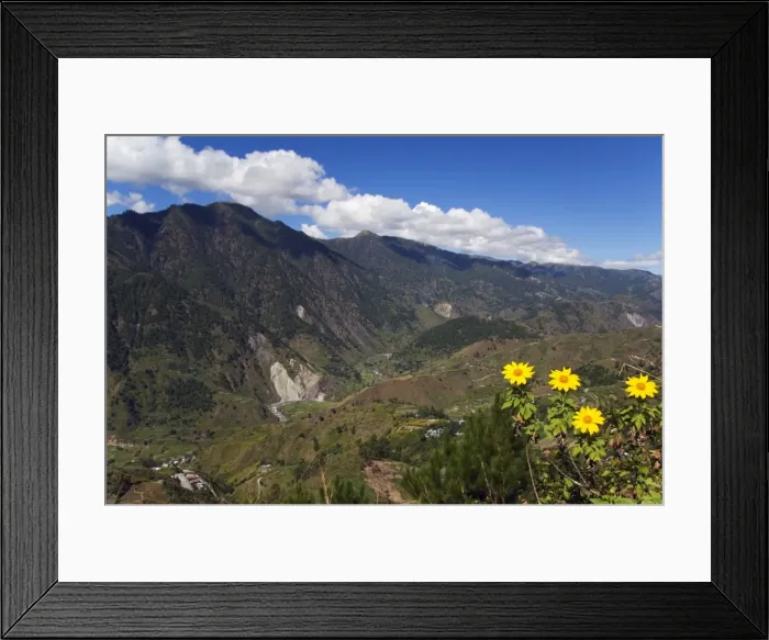 Framed Print : Yellow summer flowers Framed Print : Yellow summer flowers