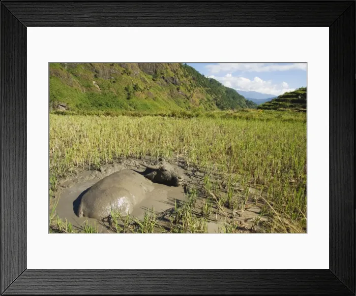 Framed Print : Water buffalo in mud pool in rice field Framed Print : Water buffalo in mud pool in rice field