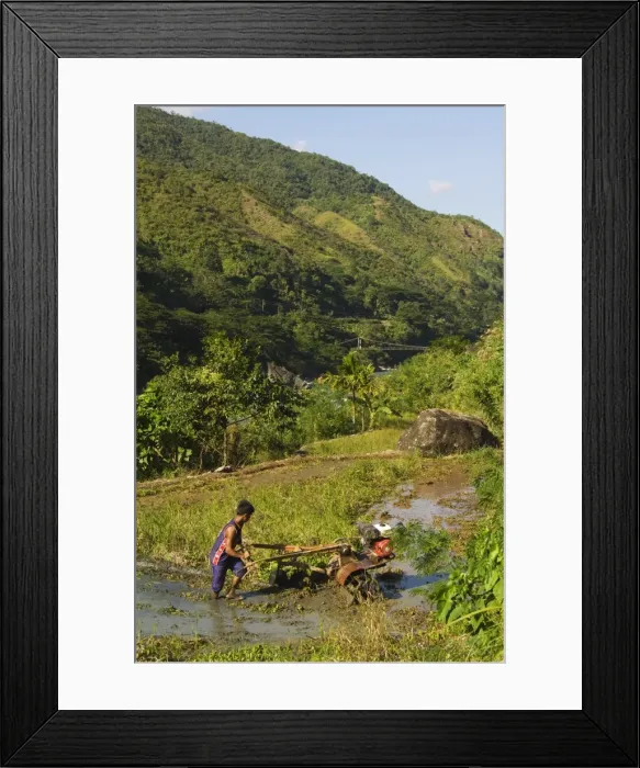Framed Print : Man ploughing rice field Framed Print : Man ploughing rice field
