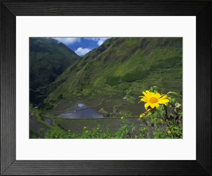 Framed Print : Yellow summer flowers above rice fields Framed Print : Yellow summer flowers above rice fields