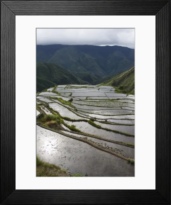 Framed Print : Afternoon sunshine reflected on water filled rice terraces Framed Print : Afternoon sunshine reflected on water filled rice terraces