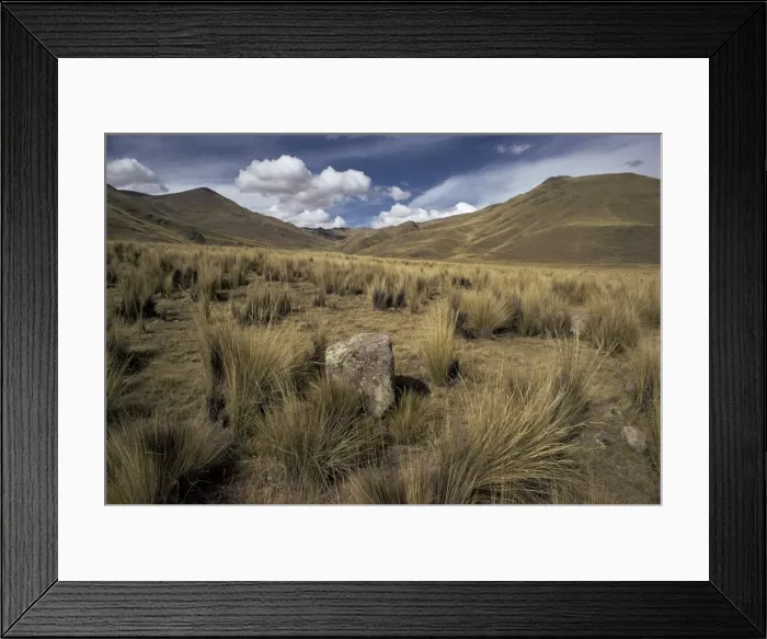 Framed Print : Bunch grass on windswept Altiplano Framed Print : Bunch grass on windswept Altiplano