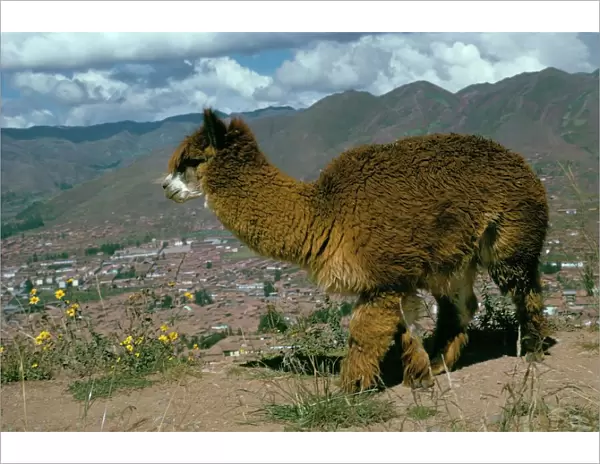 Alpaca, Cuzco