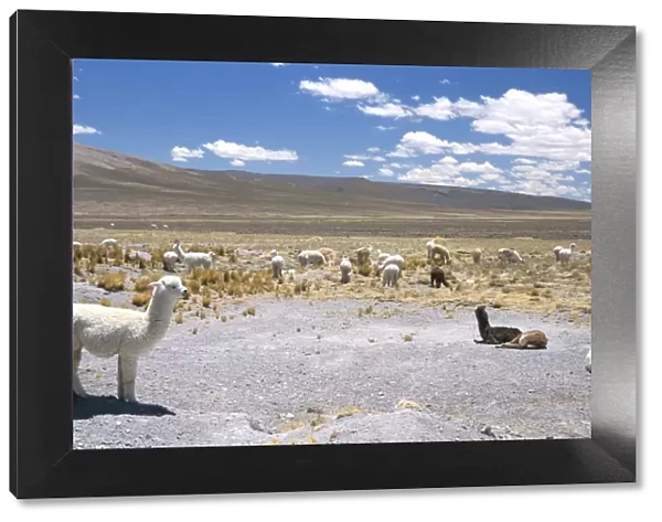 Domesticated alpacas grazing on altiplano