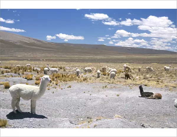 Domesticated alpacas grazing on altiplano