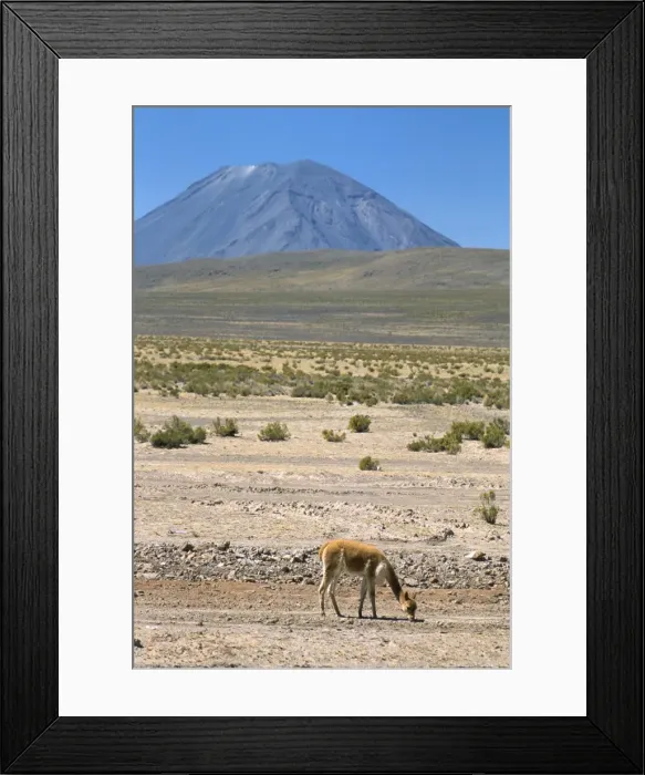 Framed Print : Vicuna grazing on altiplano desert Framed Print : Vicuna grazing on altiplano desert