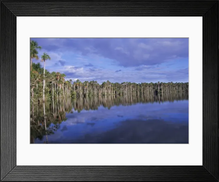 Framed Print : Tropical rainforest Framed Print : Tropical rainforest