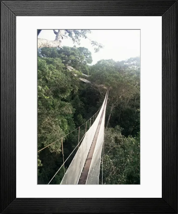 Framed Print : Walkway strung through the treetop canopy of the rainforest Framed Print : Walkway strung through the treetop canopy of the rainforest