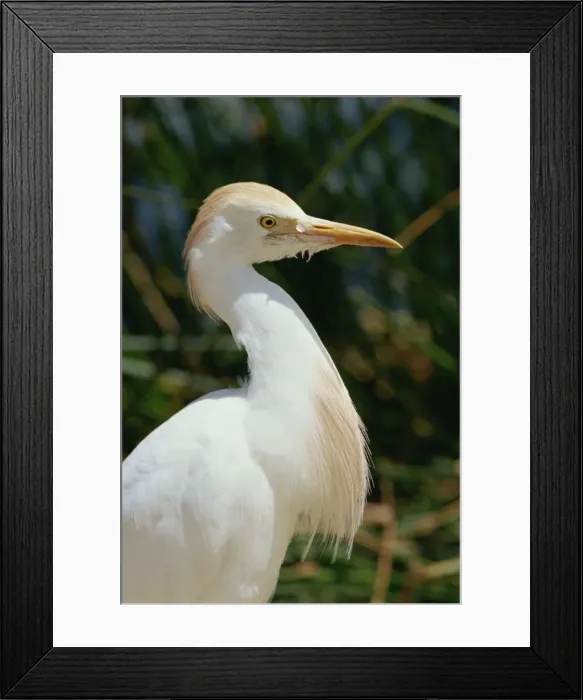 Framed Print : Side view and close-up of a white ibis bird Framed Print : Side view and close-up of a white ibis bird