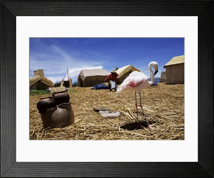 Framed Print : Flamingo sharing life with indigenous Uros people on floating island Framed Print : Flamingo sharing life with indigenous Uros people on floating island