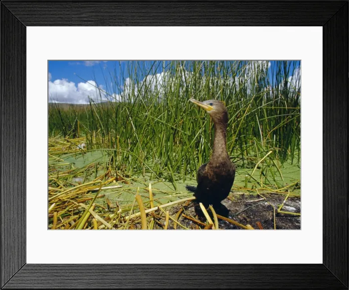 Framed Print : Black Cormorant Framed Print : Black Cormorant