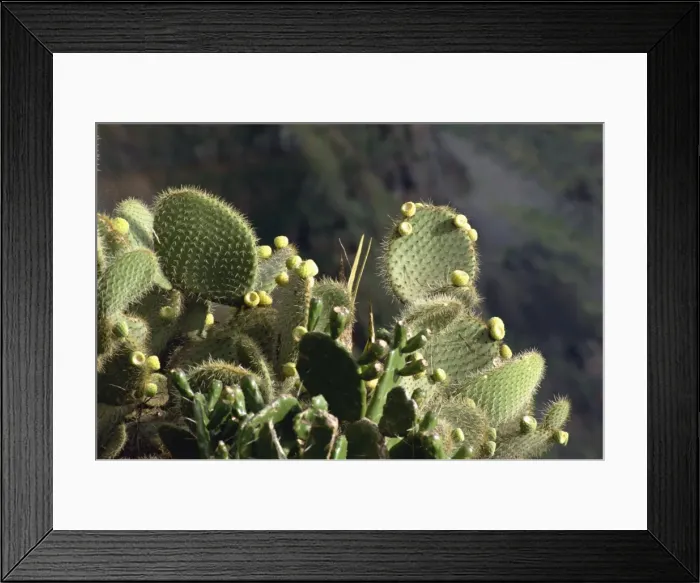 Framed Print : Cactus, Madeira Framed Print : Cactus, Madeira