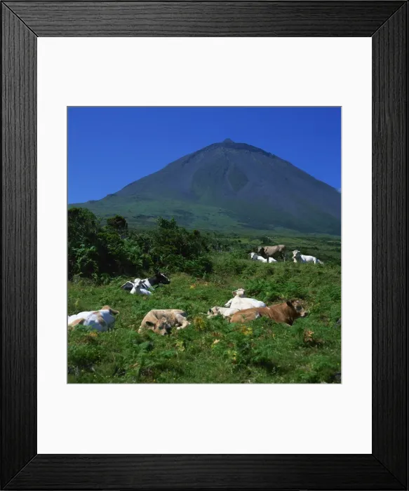 Framed Print : Cattle below the volcanic cone on the island of Pico in the Azores Framed Print : Cattle below the volcanic cone on the island of Pico in the Azores
