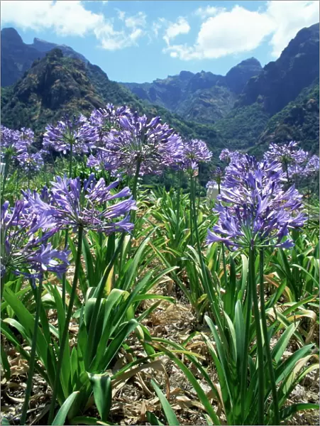 Agapanthus flowers near Serra de Agua