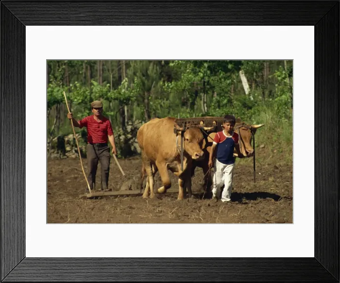 Framed Print : Father and son leading cattle used for raking a field Framed Print : Father and son leading cattle used for raking a field