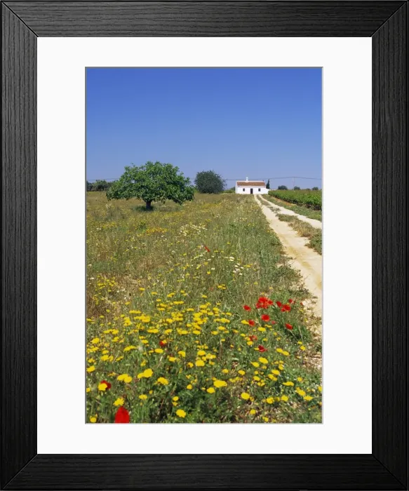 Framed Print : Wild flowers near Tavira Framed Print : Wild flowers near Tavira