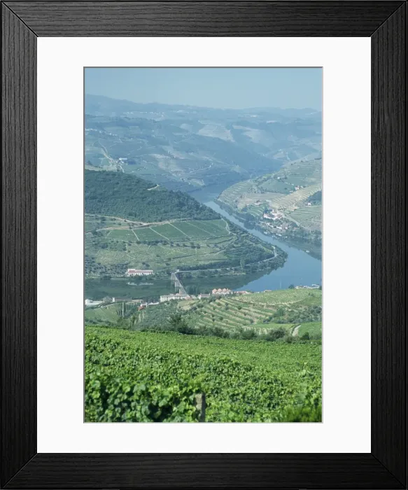 Framed Print : Vineyards near Pinhao Framed Print : Vineyards near Pinhao
