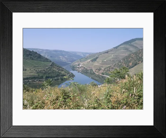 Framed Print : Vineyards near Pinhao Framed Print : Vineyards near Pinhao