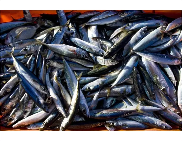 Sardines, Lagos