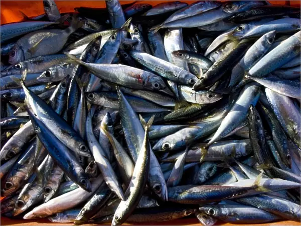Sardines, Lagos