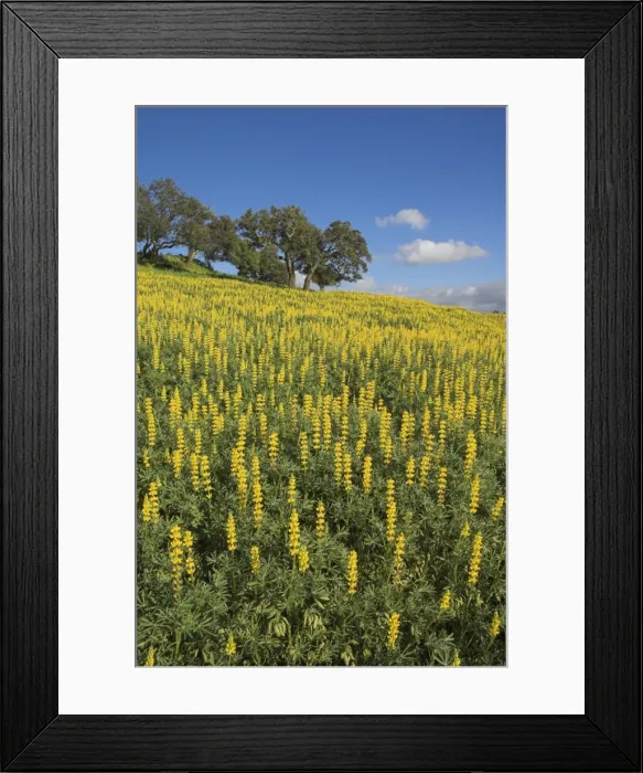 Framed Print : Fields of wild lupins near Cercal Framed Print : Fields of wild lupins near Cercal